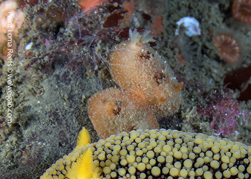 A pair of Thordisa bimaculata