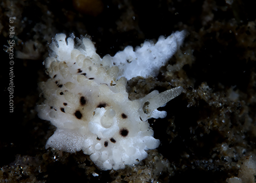 An Aegires albopunctatus on the wall