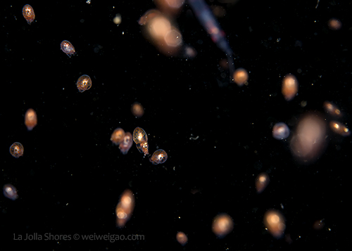 A swarm of baby octo came to me attracted by my light