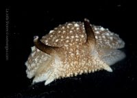 A Night Dive at the Shores