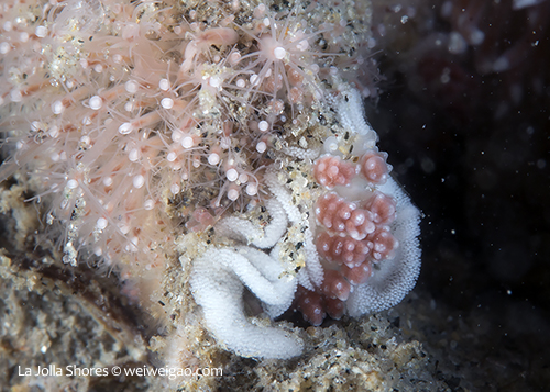 A Doto amyra is laying eggs