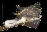 Another Dive to the Canyon