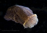 A Night Dive at La Jolla Shores