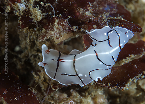 A beautiful polycad flatworm 