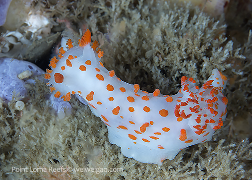 A Catalina Triopha (Triopha catalinae) at Point Loma