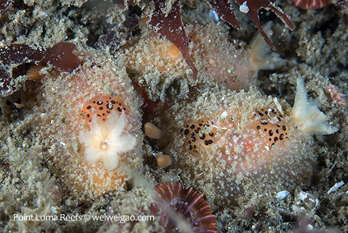 A small pod of Thordisa bimaculata