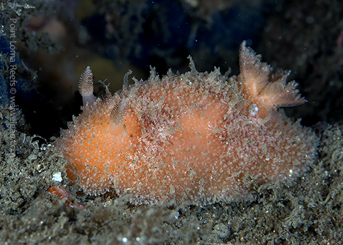 A Thordisa rubescens at Point Loma
