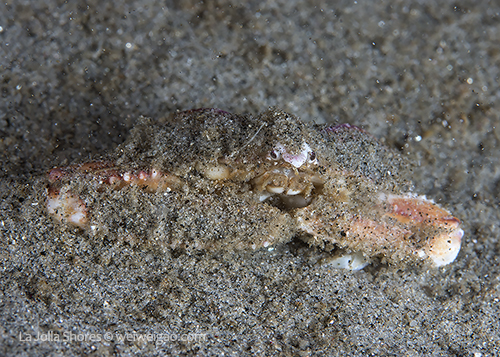 A sandflat elbow crab on the slope above the Secret Garden