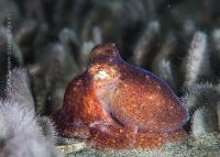 A Visit to the Secret Garden