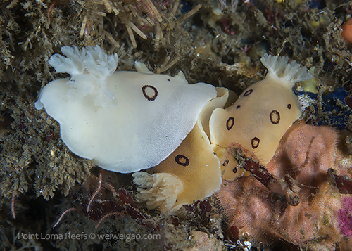 A small cluster of San Diego dorids
