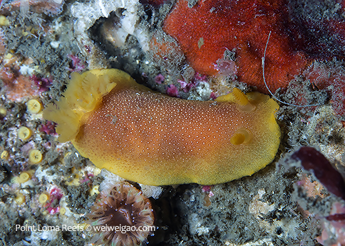 A Doriopsilla gemela at Point Loma