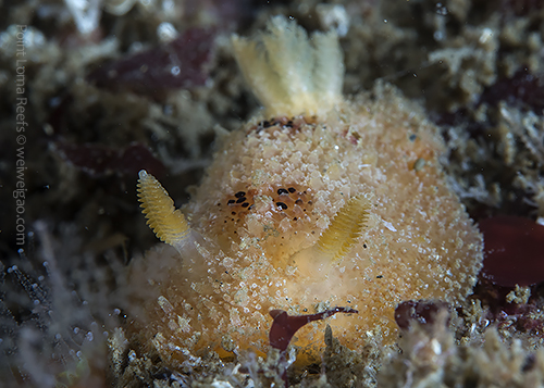 A Thordisa bimaculata at Point Loma