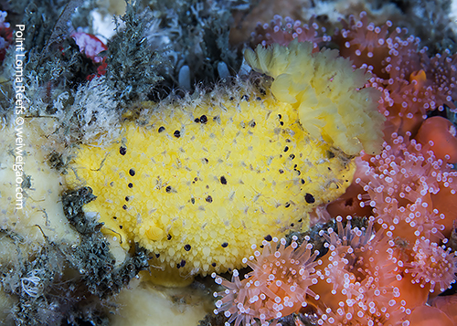 A Monterey Dorid (Doris montereyensis) at Point Loma