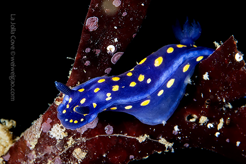 A Felimare californiensis at the Cove