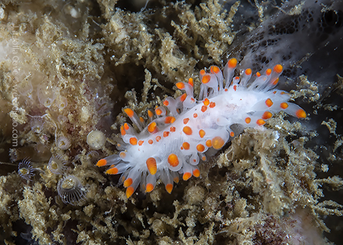 A Limacia mcdonaldi at the cove
