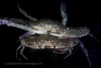 La Jolla Shores Night Dive