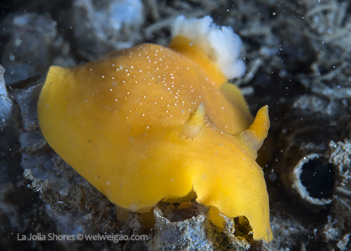 A large mimic dorid (Baptodoris mimetica) at the shores