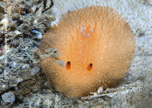 A yellow dorid (Acanthodoris lutea) at the shores