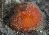 La Jolla Shores Night Dive