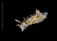 Mission Bay Nudibranch Diving