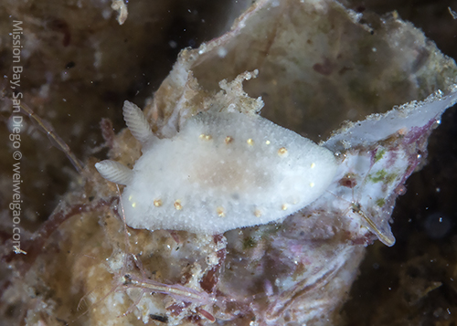 A dark-spot cadlina (Cadlina sparsa) at Mission Bay