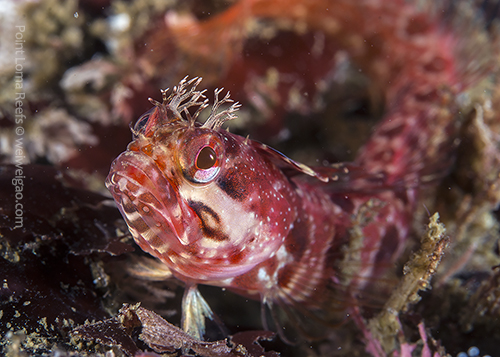 A yellowfin fringehead at Point Loma