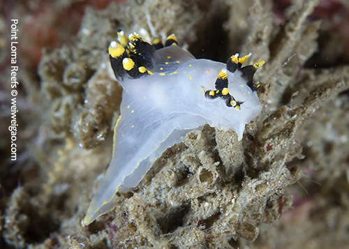 I got a clear shot of a Polycera tricolor