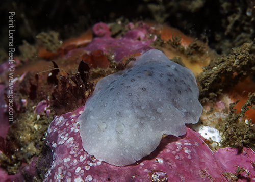 The first sighting of a Phyllidiopsis blanca at Point Loma