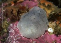 A Trip to Point Loma Reefs