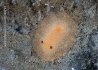 La Jolla Shores Night Dive