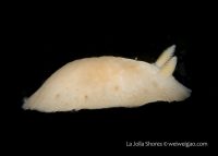 Another Dive at the Shores