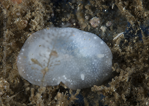 A white dorid (Conualevia alba) at Point Loma