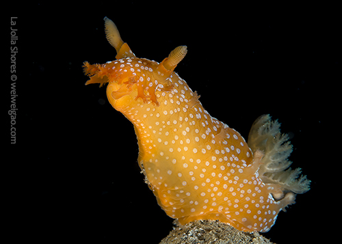 A spotted-triopha at the shores