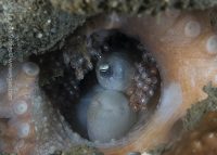 La Jolla Shores Night Dive