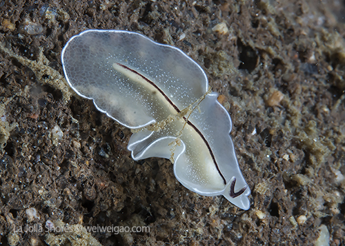 A polycad flatworm at the shores