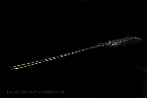 An unidentified shrimp with long tentacles at the shores