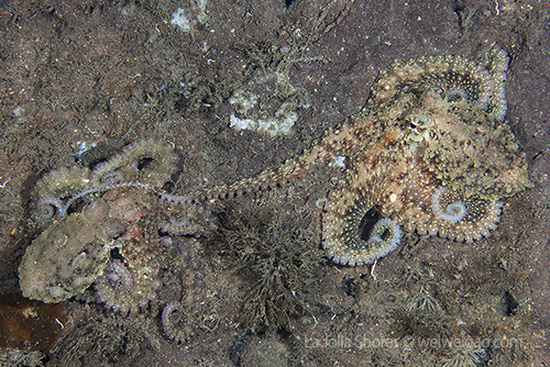 A mating pair of two octopuses