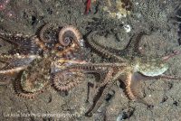 An Amazing Dive at the Shores