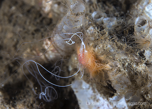 Tube worm spawning at the shores