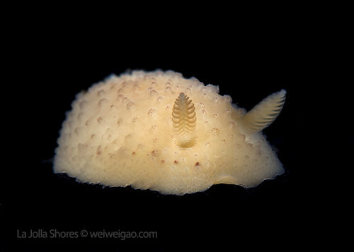 A Cadlina sparsa (dark-spot cadlina) at the shores.