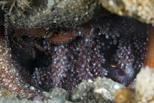 The octo-mom at the shores.