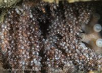 La Jolla Shores Night Dive