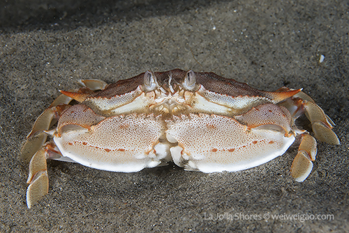 An armed box crab on the sandy shallow at the shores.