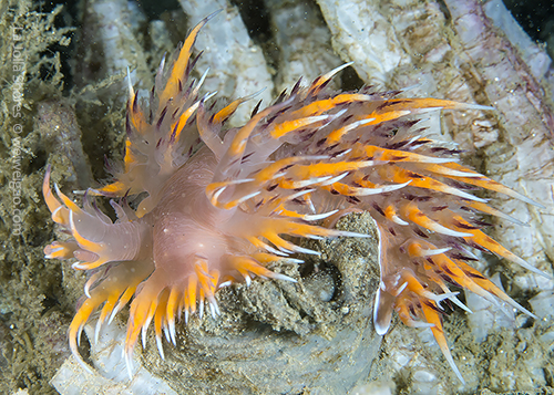 A Dendronotus iris at the shores