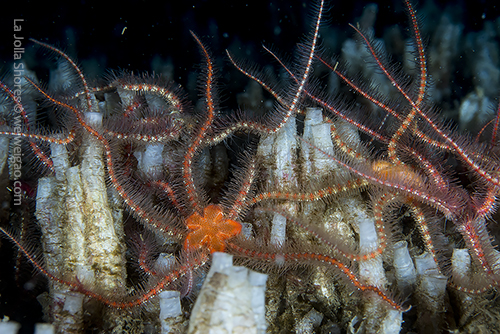 Brittle starfish mating at the shores.