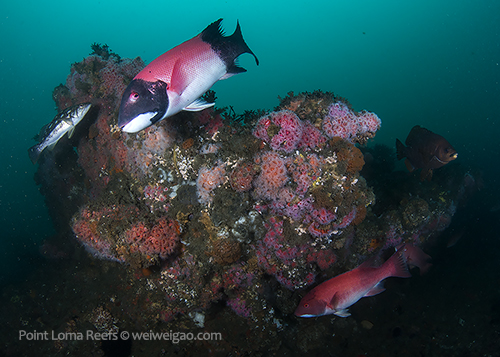 Beautiful rocks at the Christmas Reef