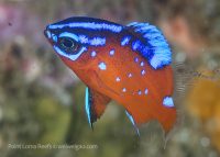 Shallow Reefs at Point Loma and Canon 100 mm Macro