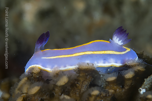 The sideview of a Chromodoris mcfarlandi