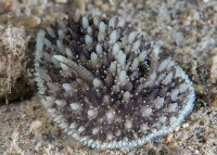 La Jolla Shores Night Dive