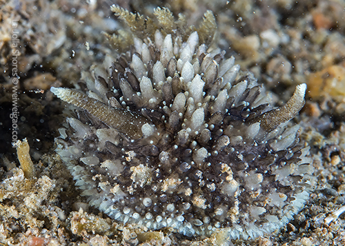 My encounter of an Acanthodoris brunnea